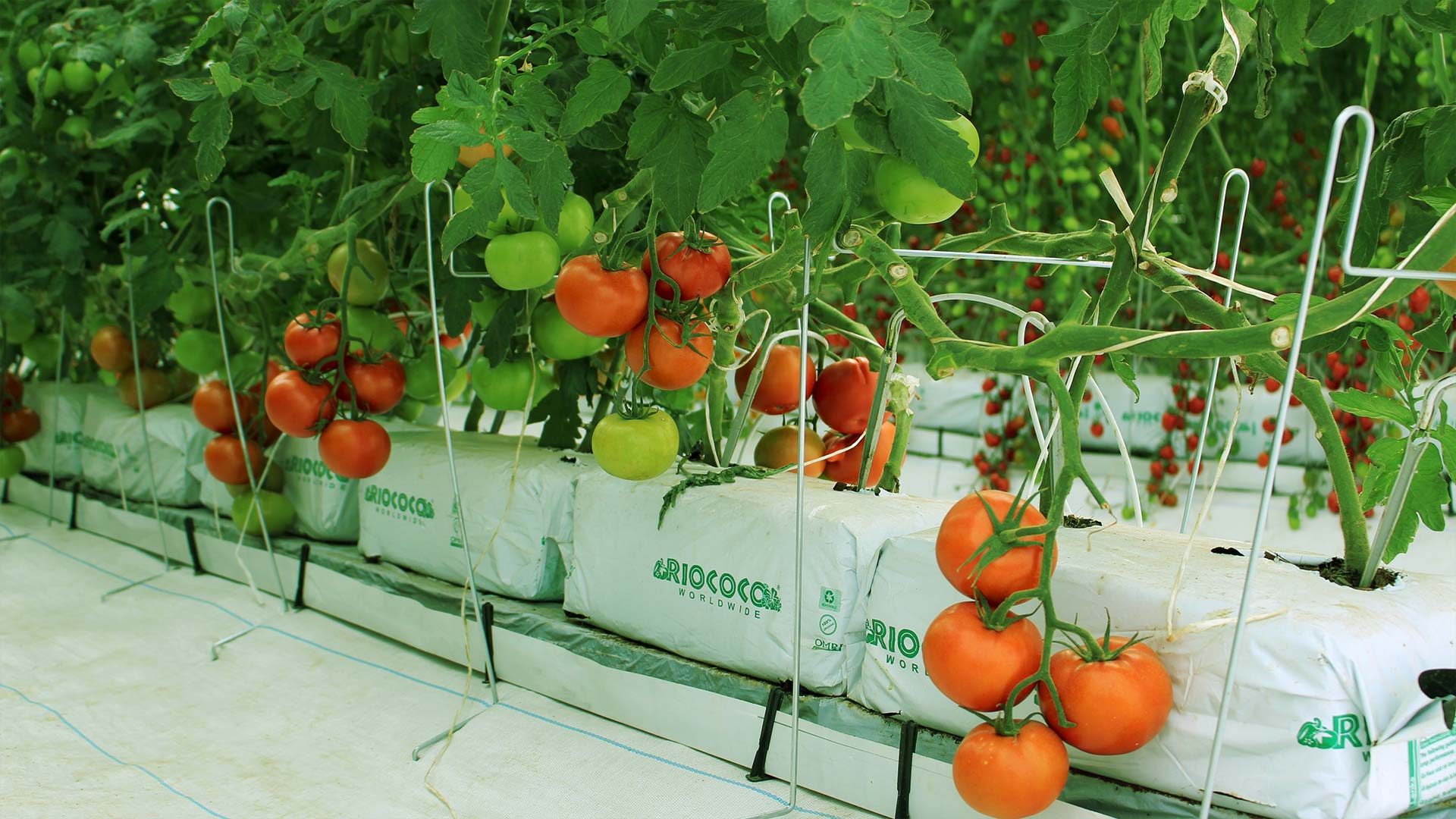 greenhouse_banner