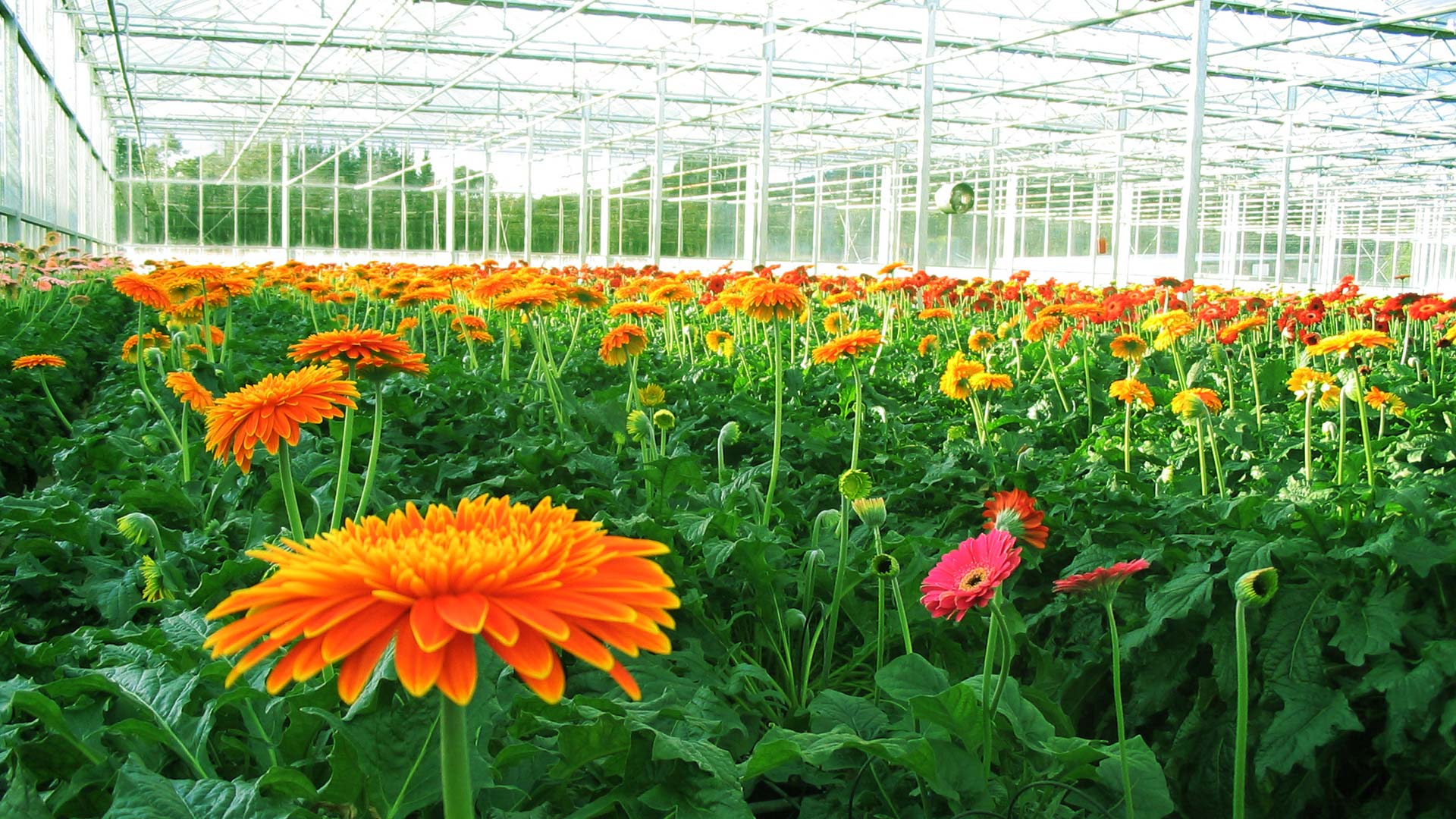 greenhouse_banner