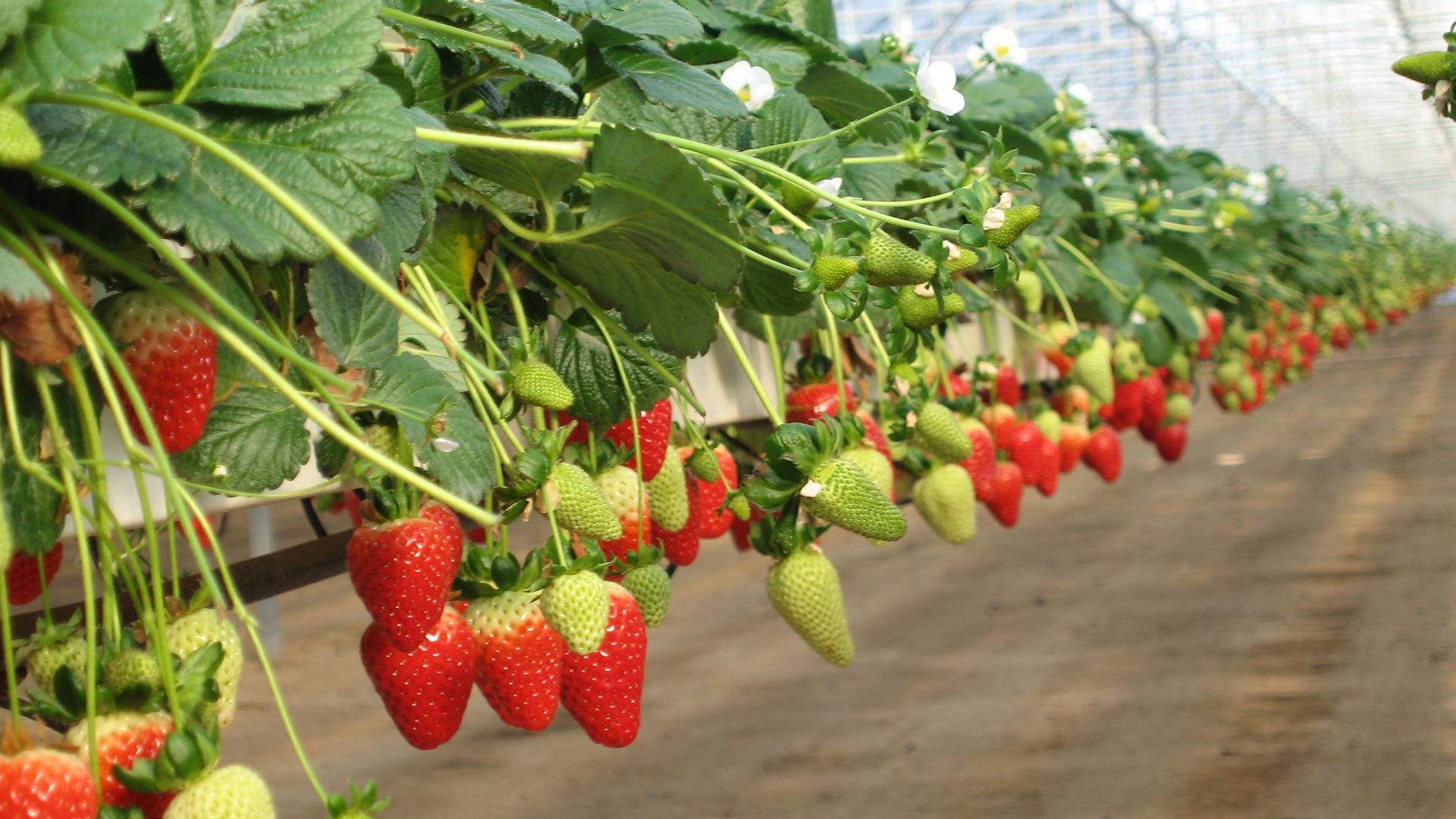 greenhouse_banner
