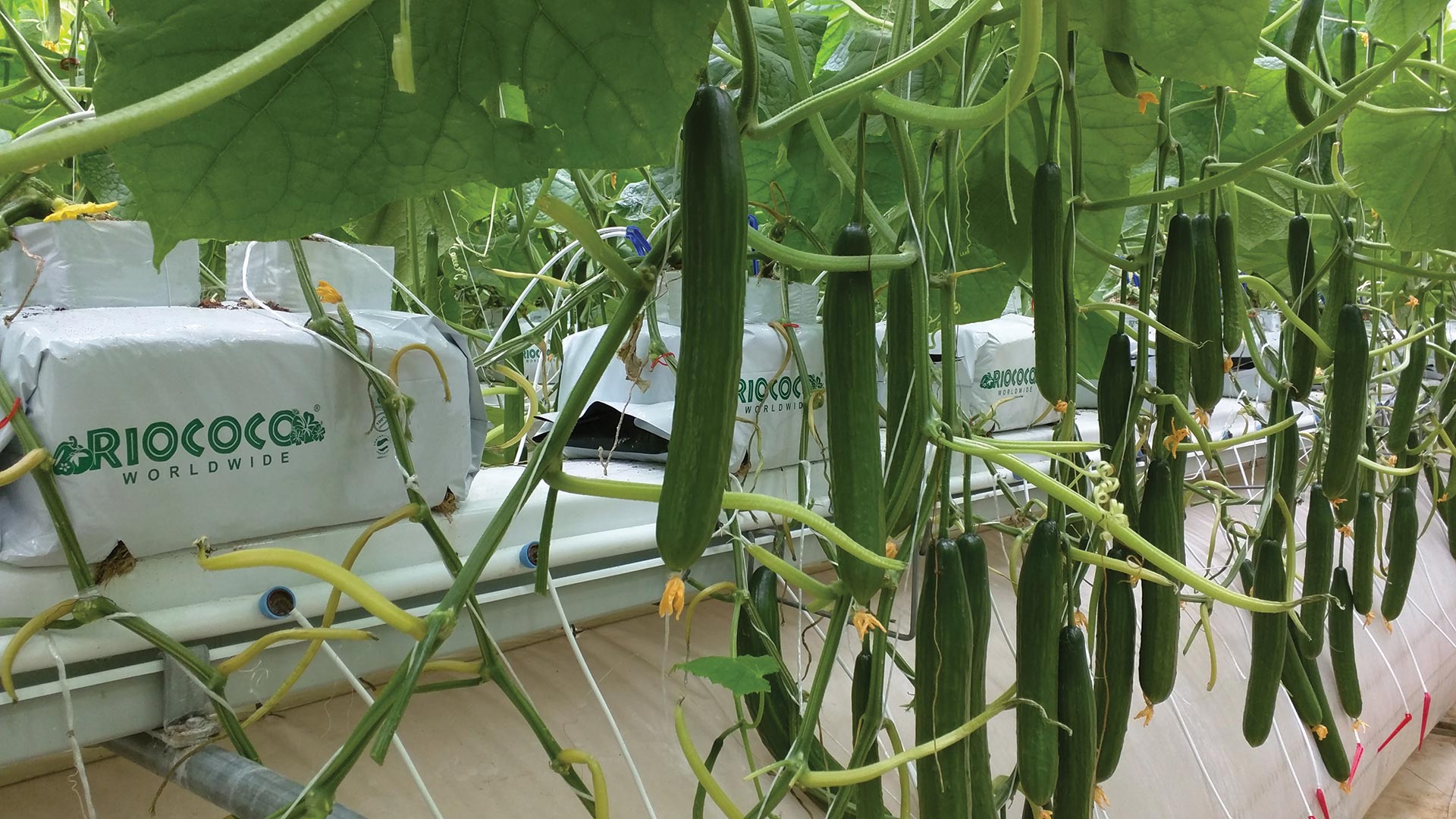 greenhouse_banner