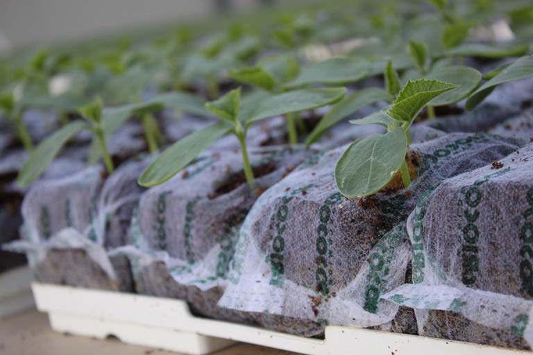 RIOCOCO greenhouse crops